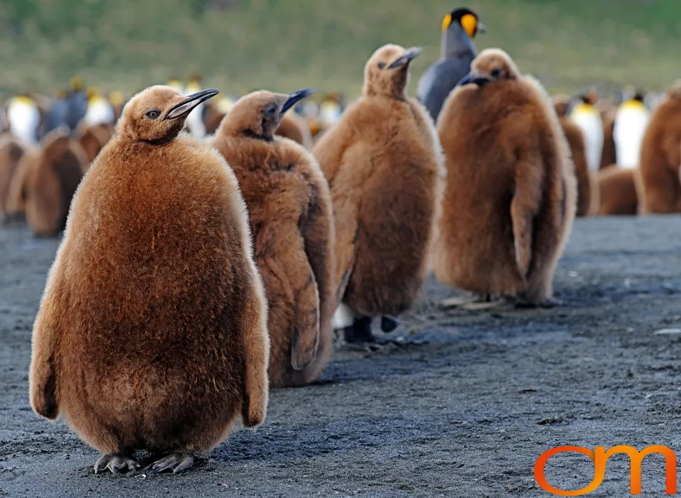 King Penguins