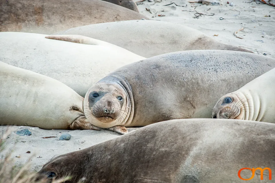 Northern Elephant Seals at Año Nuevo State Park