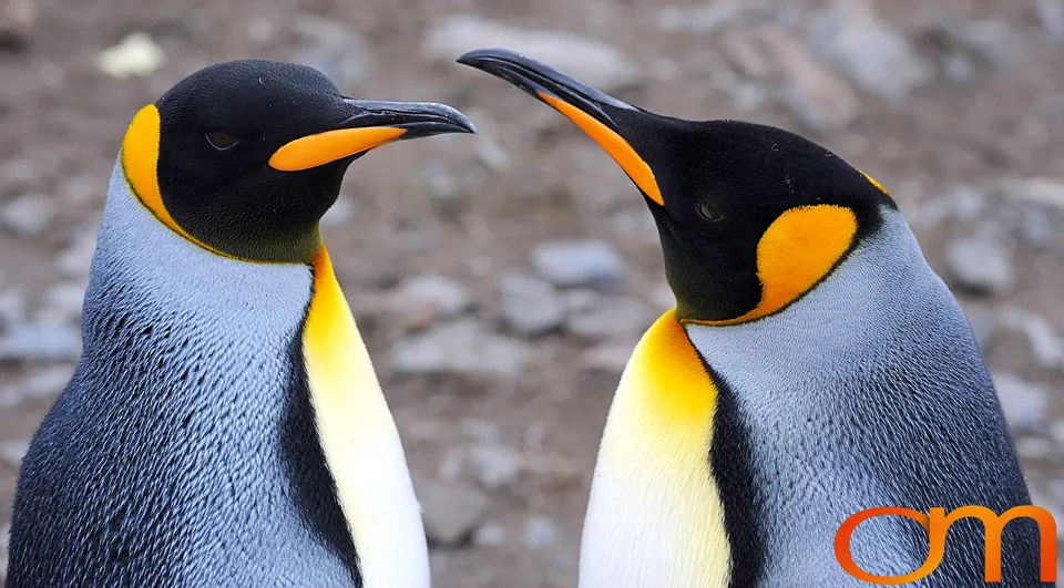 King Penguins