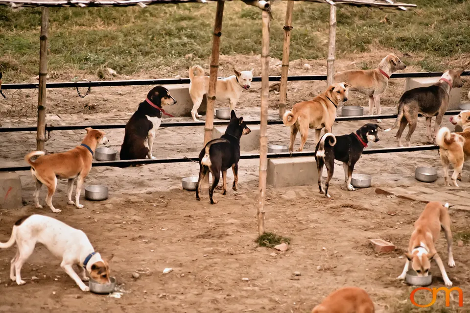 Kolkata Street Dogs: Community Care and the Indian Native Dog