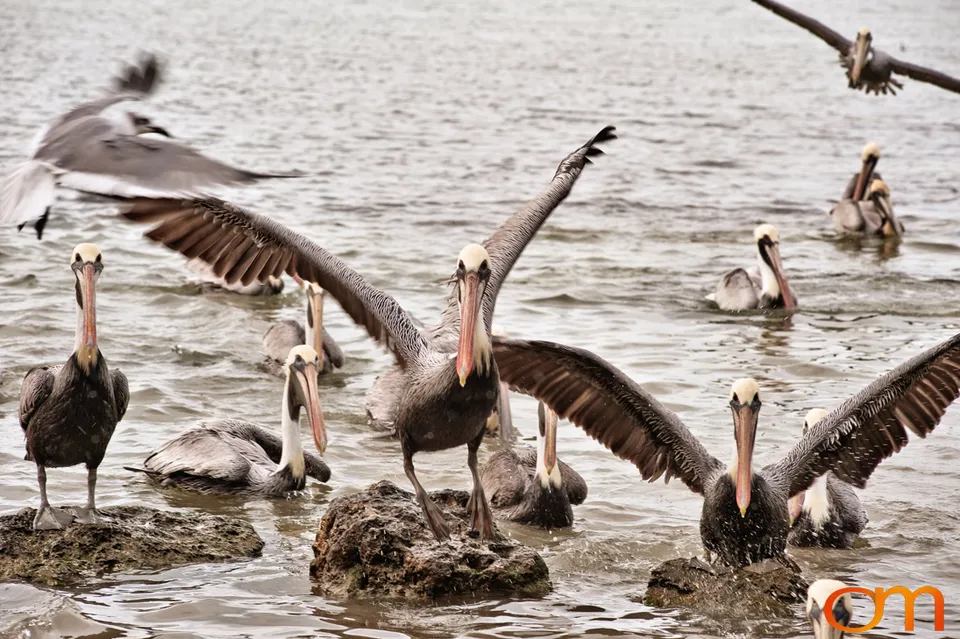 Florida Waterbirds: Brown Pelicans, White Ibises, and Egrets