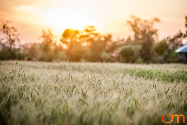 Dharamshala: Wheat Fields