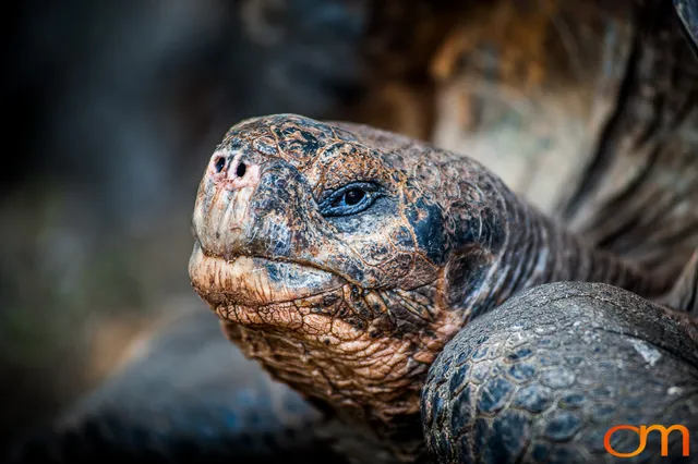 Galápagos Giant Tortoises