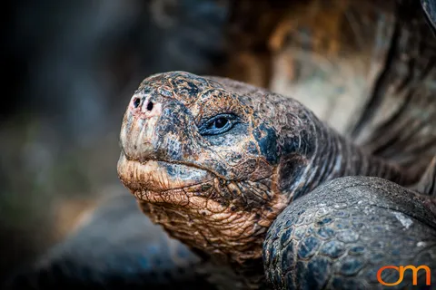 Galápagos Giant Tortoises