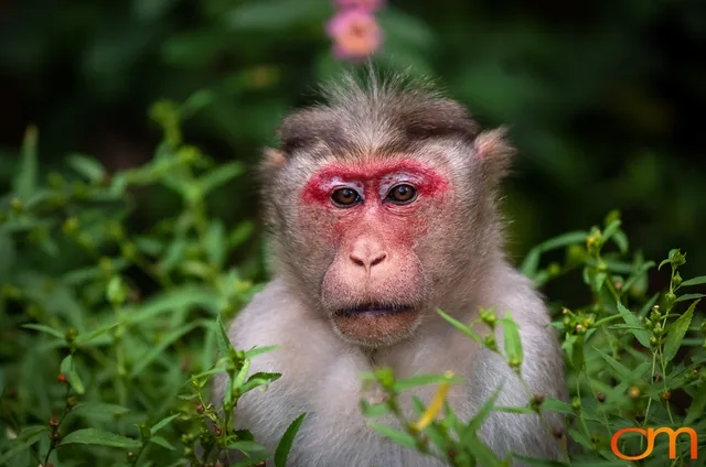 Munnar: Bonnet Macaque & Tufted Gray Langur