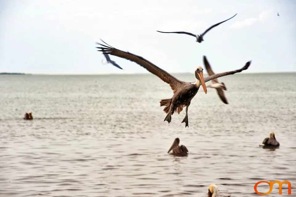 Florida Waterbirds: Brown Pelicans, White Ibises, and Egrets