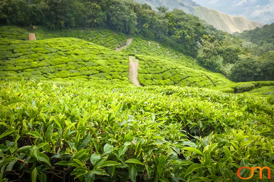 Tea Harvesting in Munnar