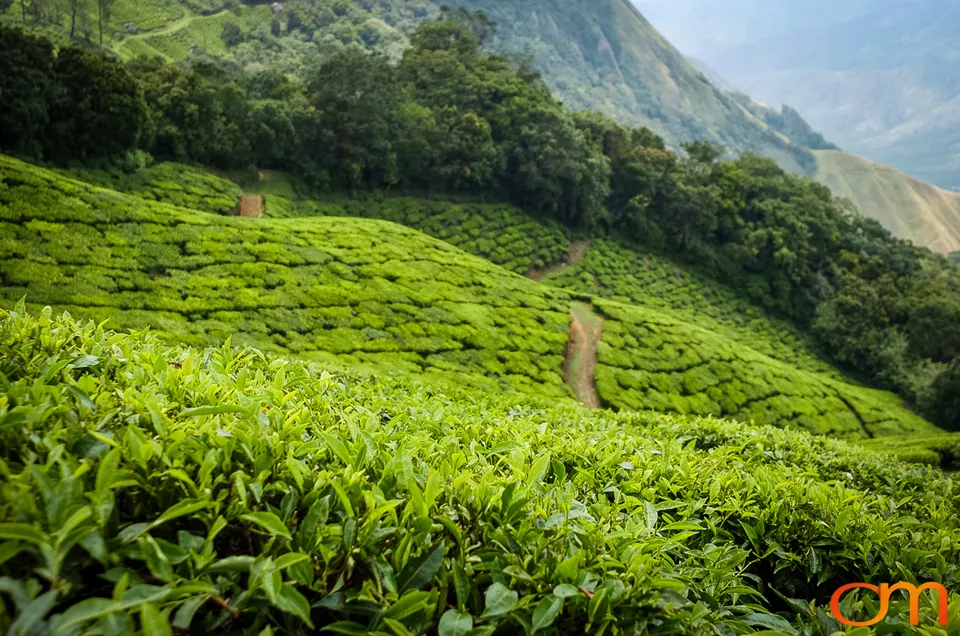 Tea Harvesting in Munnar