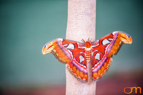 Butterflies and Moths at Butterfly Wonderland