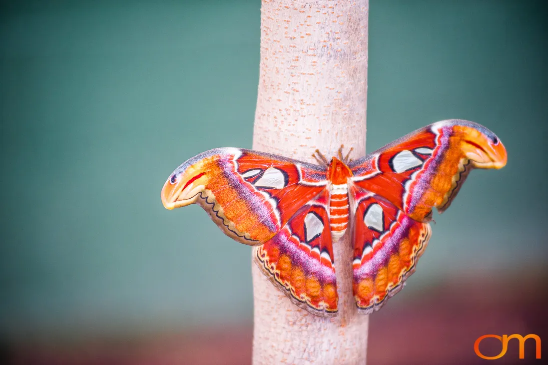 Butterflies and Moths at Butterfly Wonderland