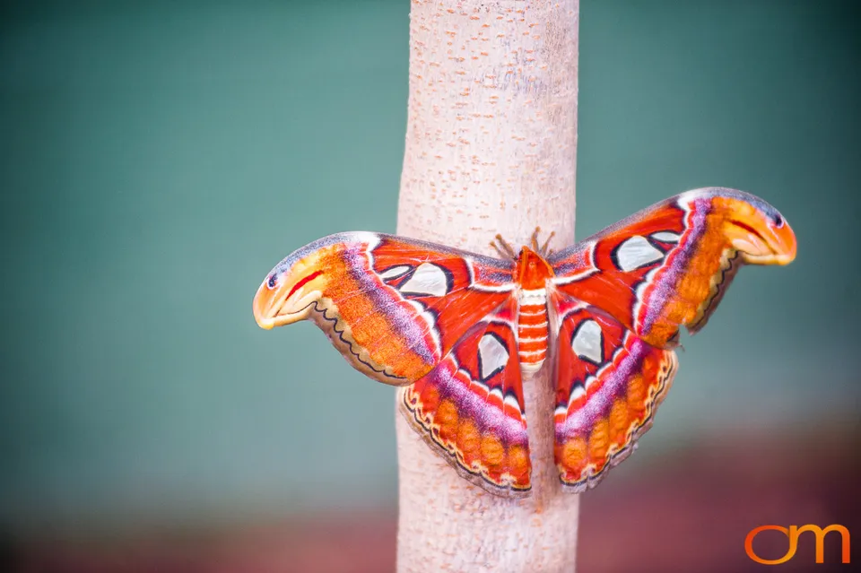 Butterflies and Moths at Butterfly Wonderland