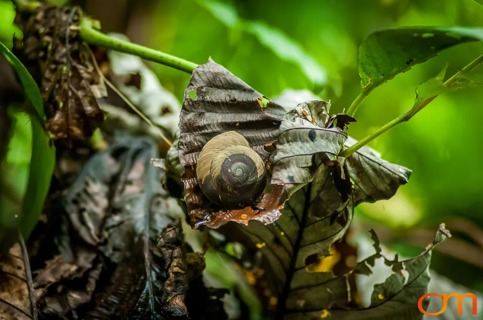 Puerto Rico: History and Biodiversity