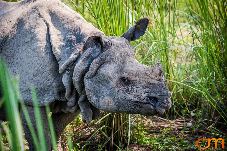 Wildlife in Chitwan National Park