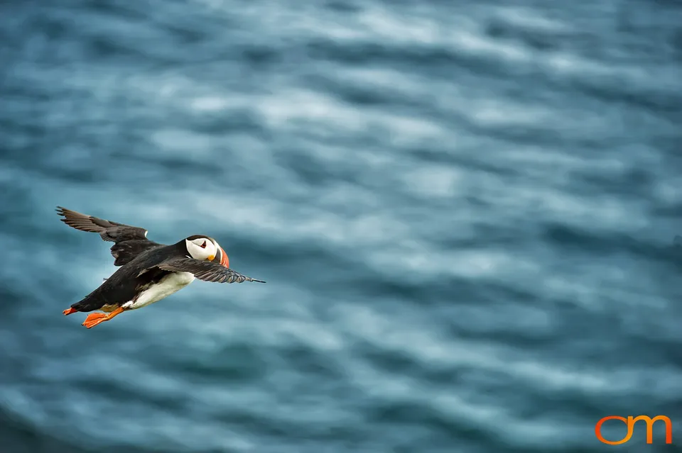 Atlantic Puffins at Látrabjarg