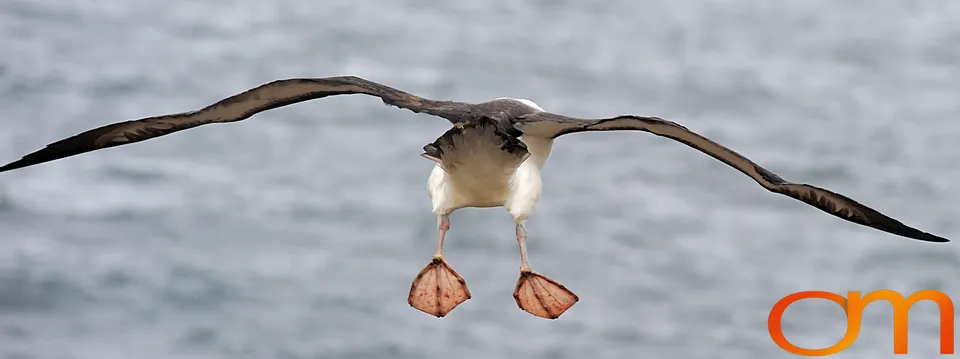 Black-Browed Albatross