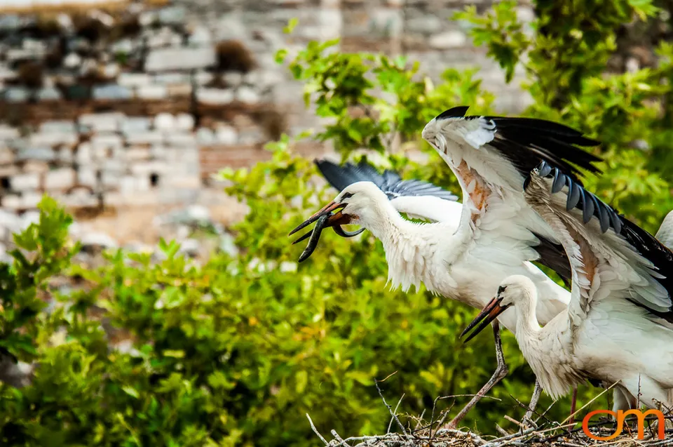 White Storks Nesting in Selçuk
