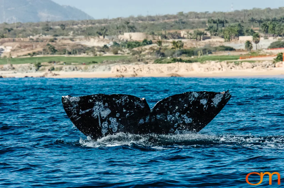 Cabo San Lucas: Marine Wildlife at Land’s End