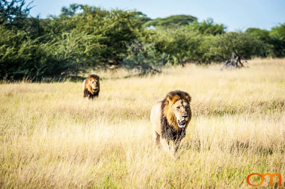Leopards and Lions: Okavango Delta