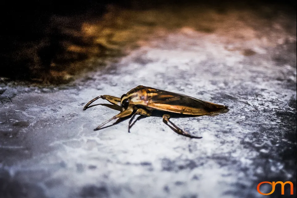Cà Cuống: Vietnam’s Giant Water Bug