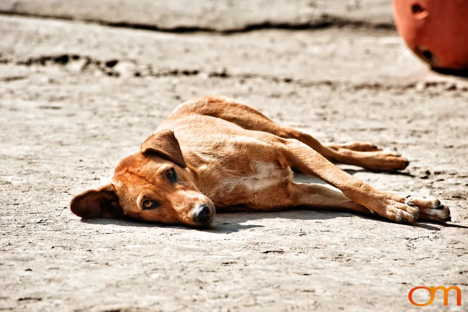 Kolkata Street Dogs: Community Care and the Indian Native Dog