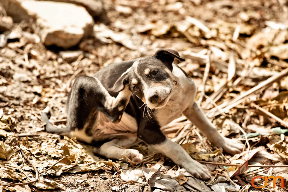 Kolkata Street Dogs: Community Care and the Indian Native Dog