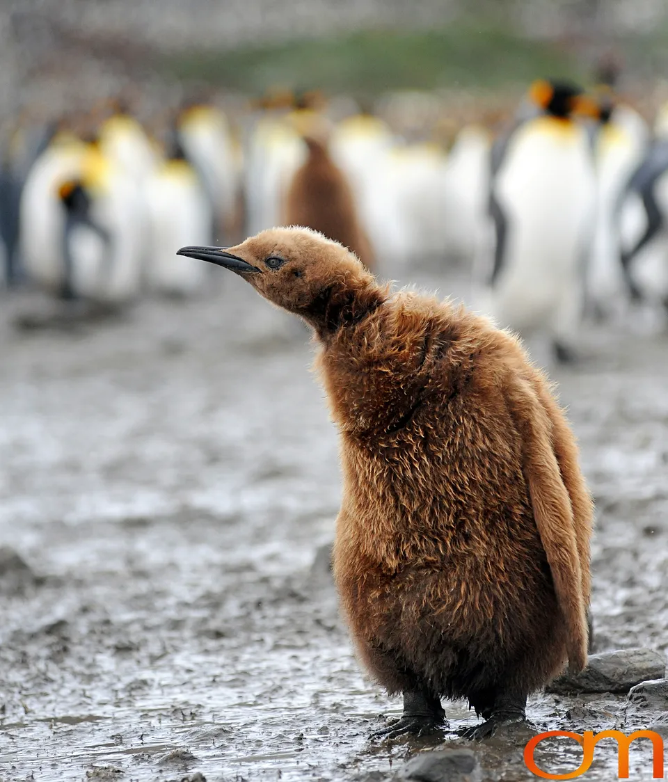 King Penguins