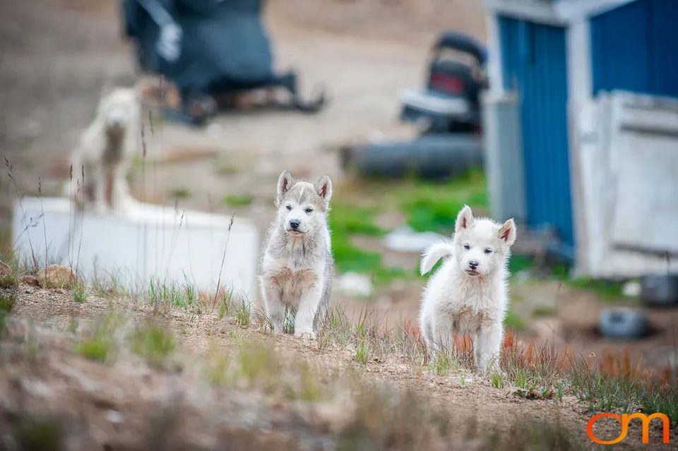 Qimmit: Greenland’s Working Sled Dogs