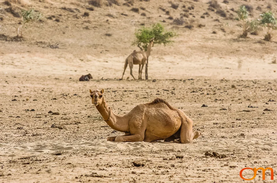 Rajasthan: Thar Desert