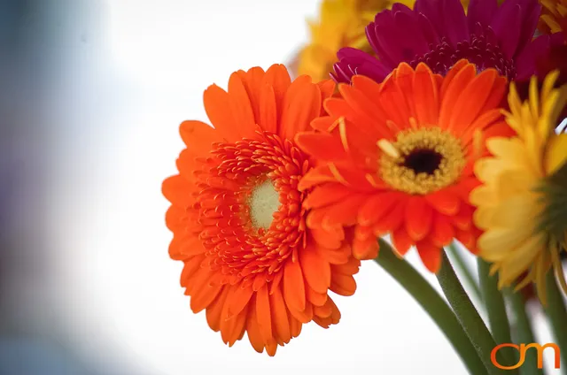 Gerbera Daisies in Groningen