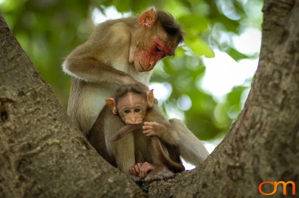Elephanta Island