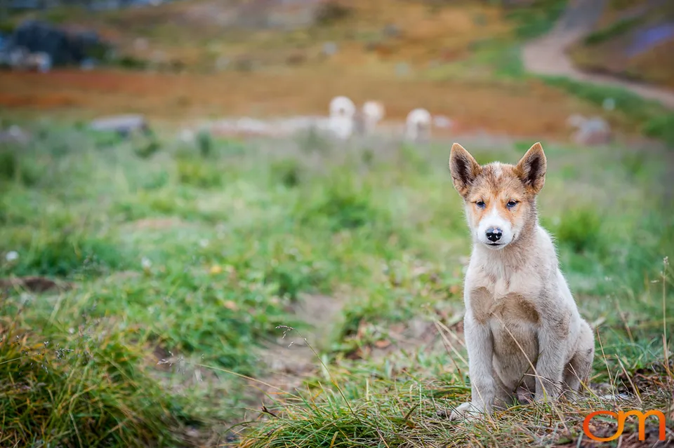 Qimmit: Greenland’s Working Sled Dogs