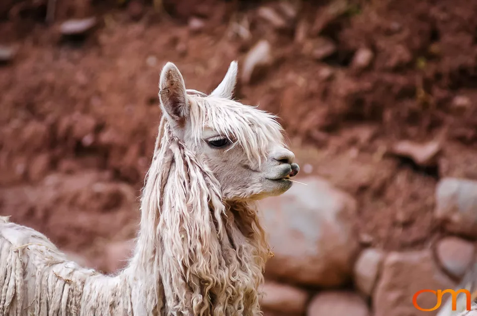 Peru’s Llamas, Alpacas, Guanacos and Vicuñas