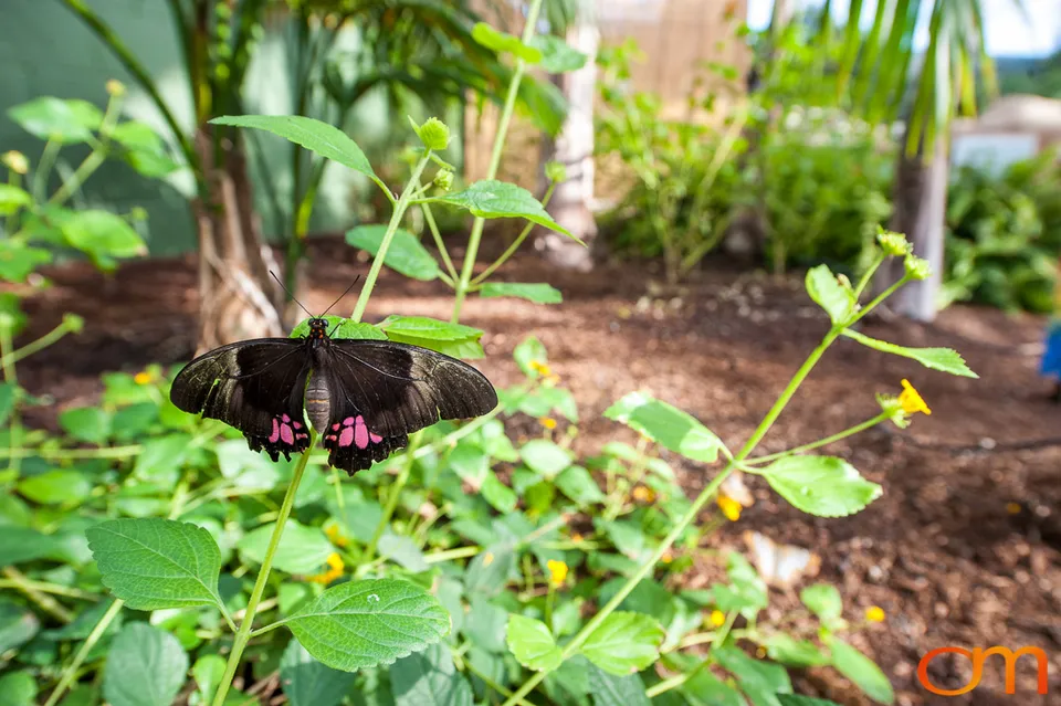 Butterflies and Moths at Butterfly Wonderland