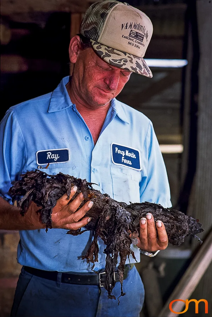 Perique Tobacco: Pressure Fermentation in Louisiana