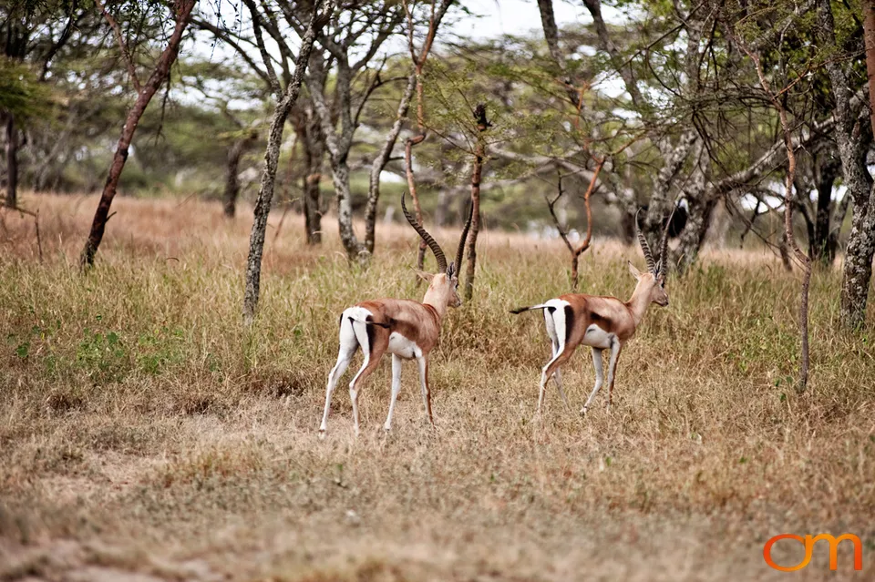 Abijatta-Shalla Lakes National Park