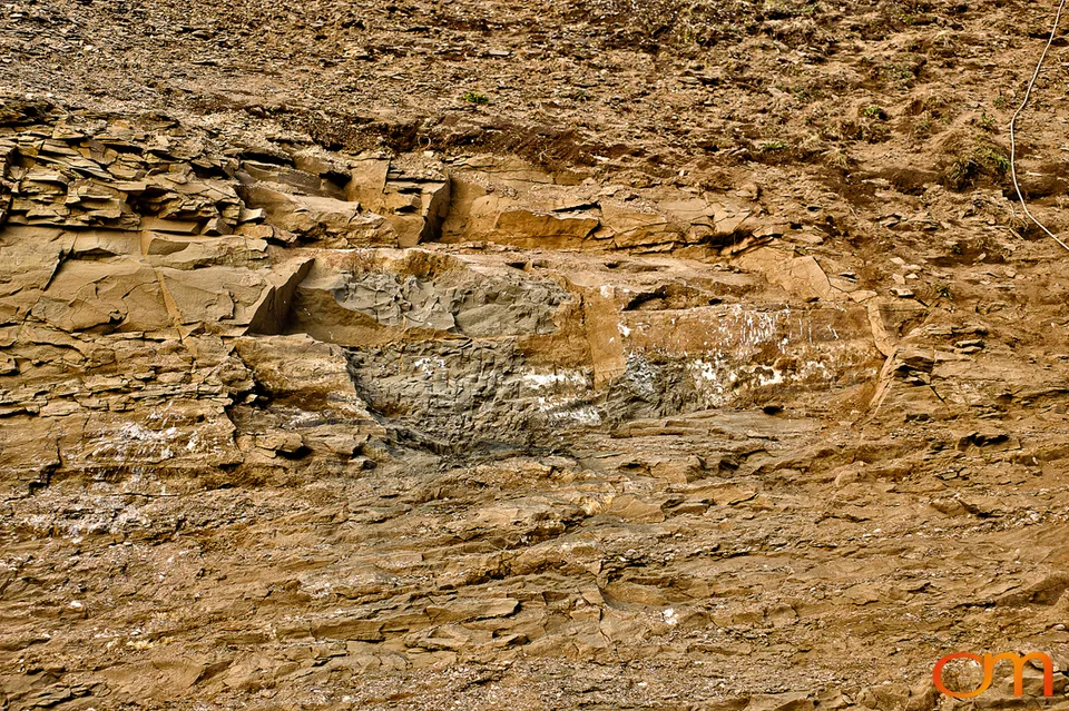 Pliocene Right Whale Fossil from Tjörnes, Iceland