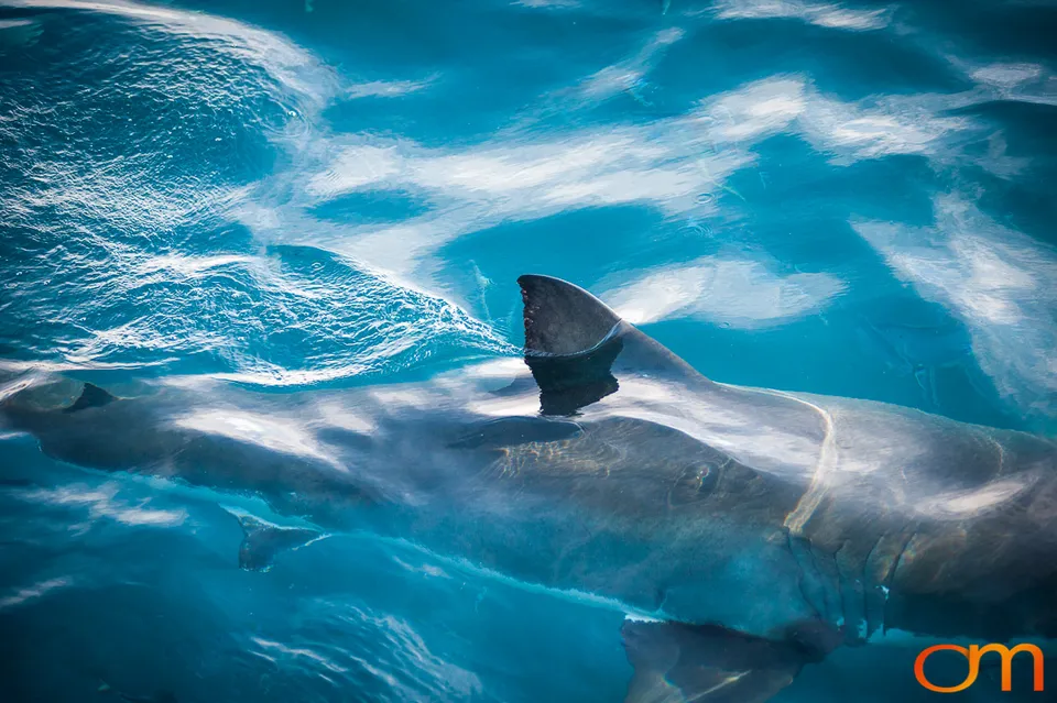 Port Lincoln and the White Sharks of the Neptune Islands