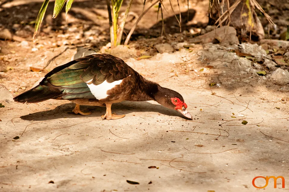 The Indian Sundarbans: Mangrove Forests and Tidal Islands