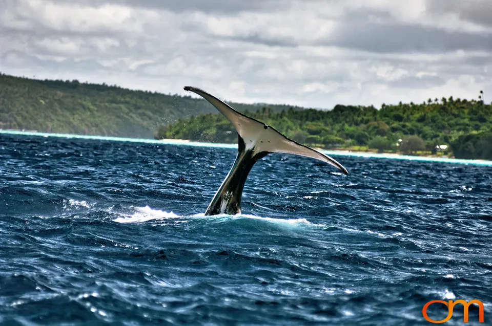 Humpback Whales of Tonga