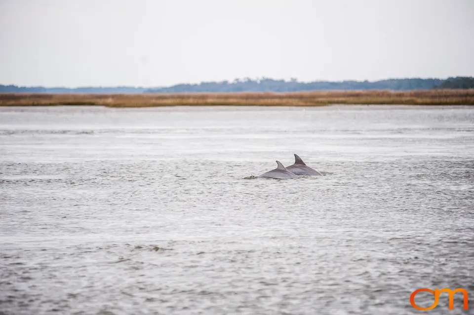 Botany Bay Plantation Heritage Preserve, Edisto Island