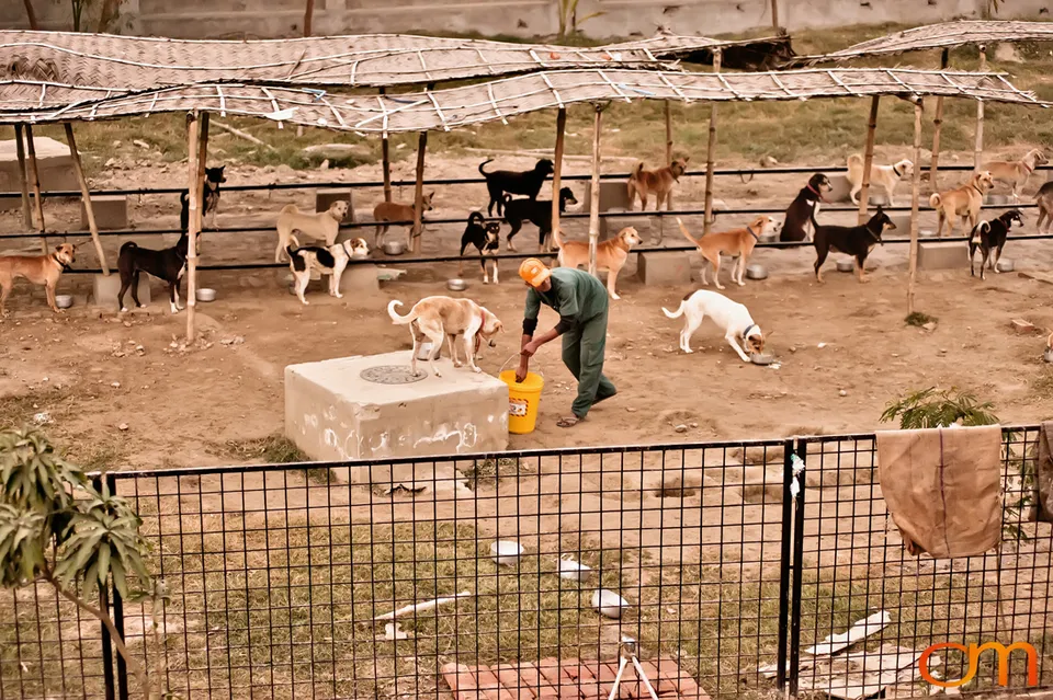 Kolkata Street Dogs: Community Care and the Indian Native Dog