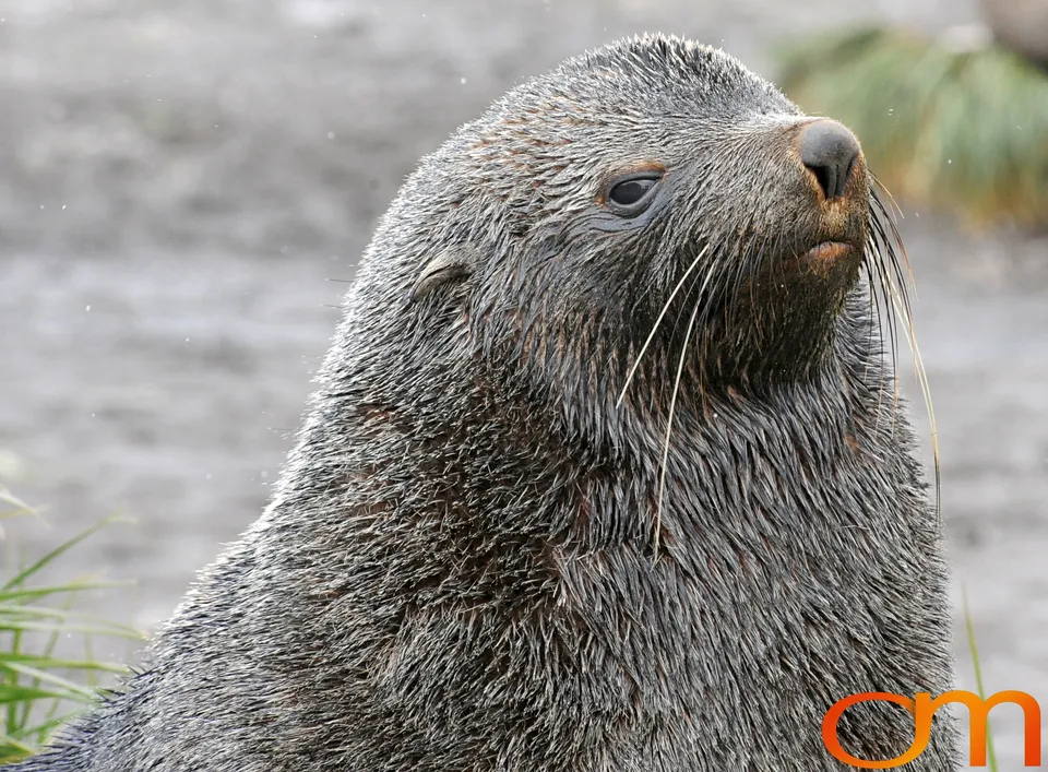 Antarctic Fur Seals