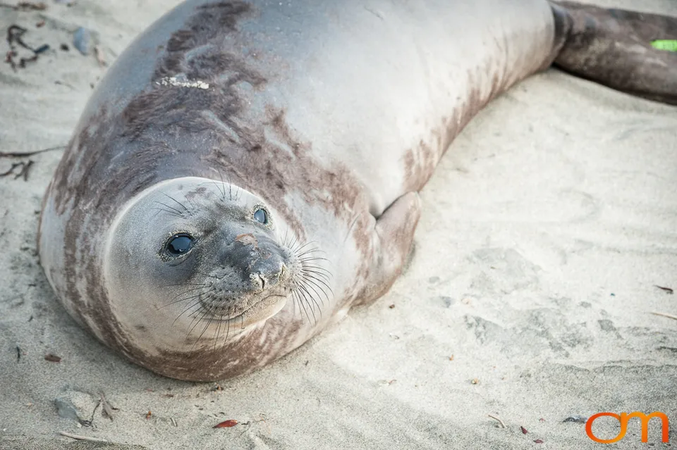 Northern Elephant Seals at Año Nuevo State Park