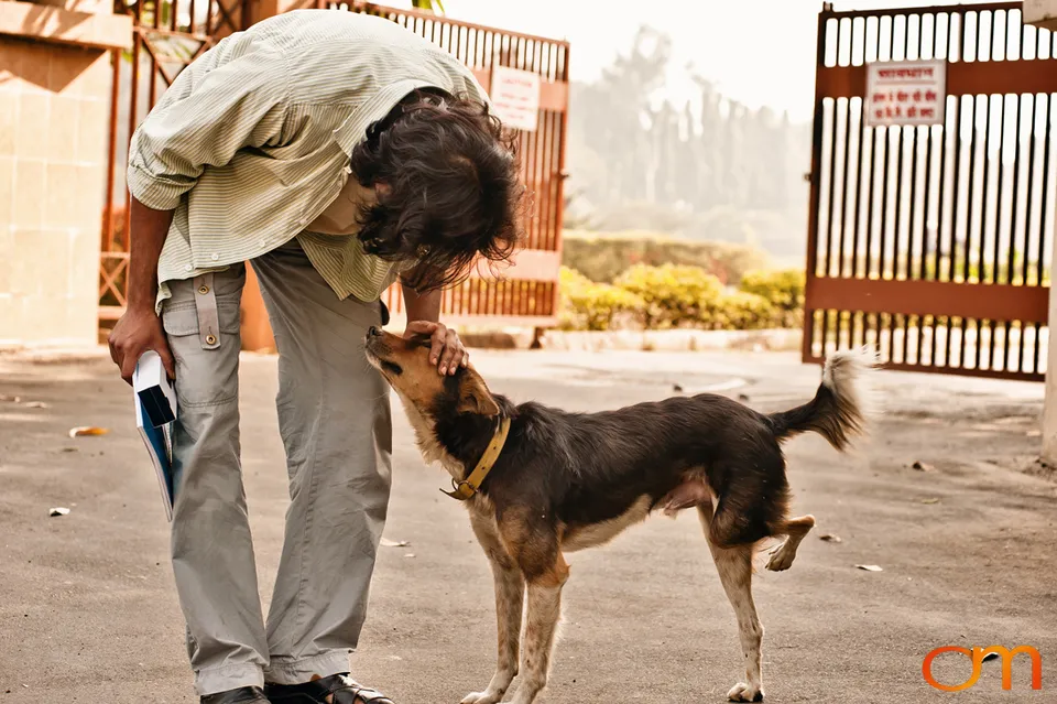 Kolkata Street Dogs: Community Care and the Indian Native Dog