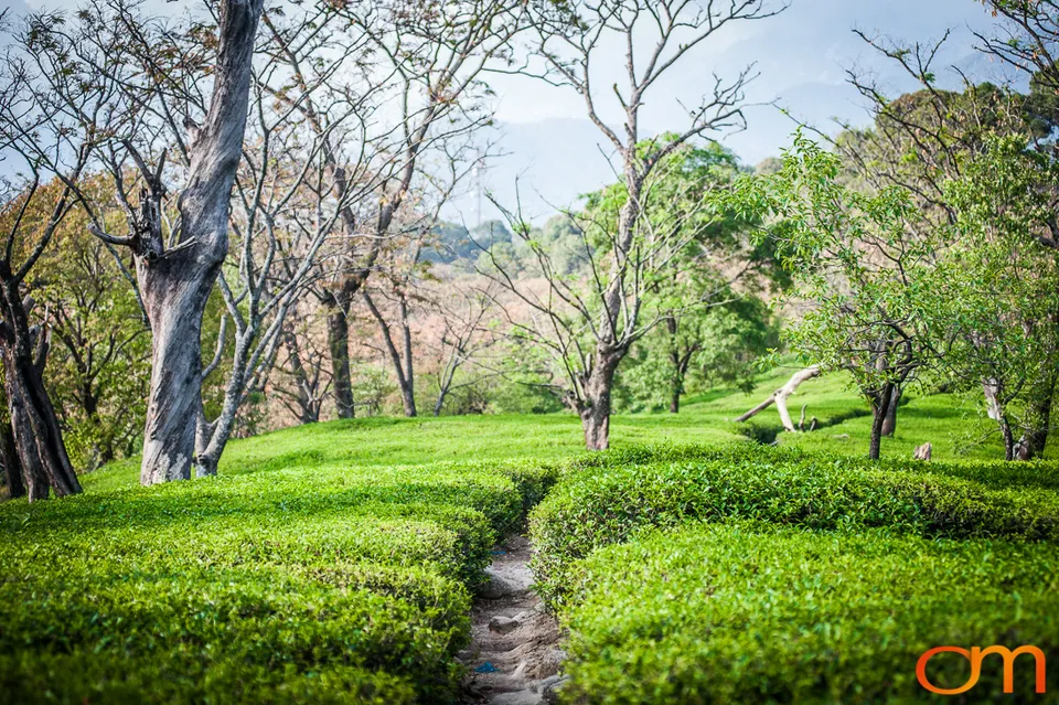 Dharamshala: Tea Fields