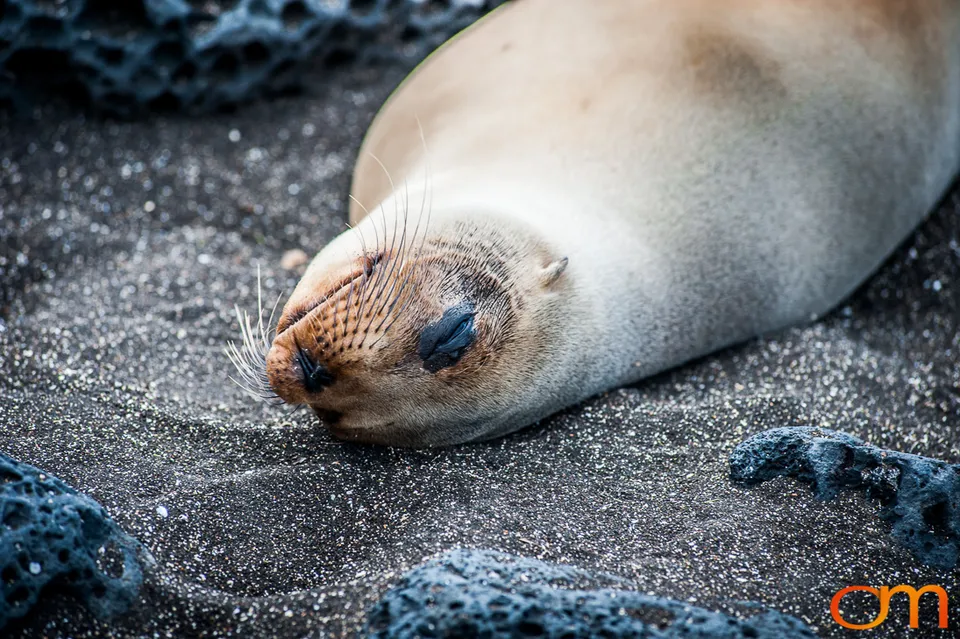 Galápagos Fur Seals