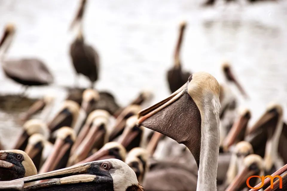 Florida Waterbirds: Brown Pelicans, White Ibises, and Egrets