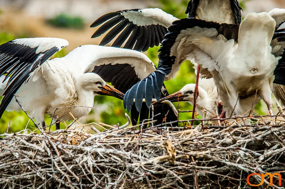 White Storks Nesting in Selçuk