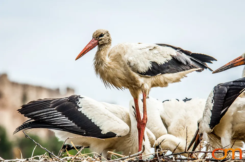 White Storks Nesting in Selçuk