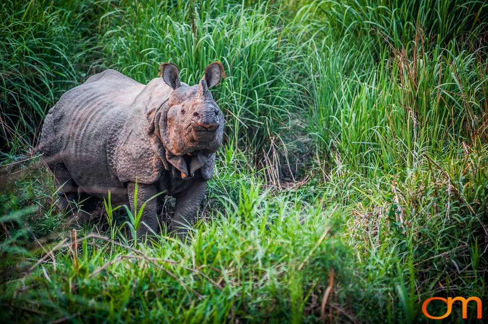 Wildlife in Chitwan National Park